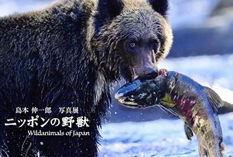 島本 伸一郎 写真展『ニッポンの野獣』 DM画像